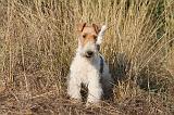 FOX TERRIER 040